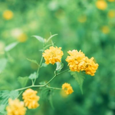 毒液2满v版下载